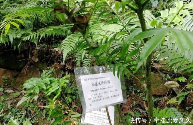 深山|深山里才有的“观音坐莲”有清热解毒的功效，现如今一斤50元