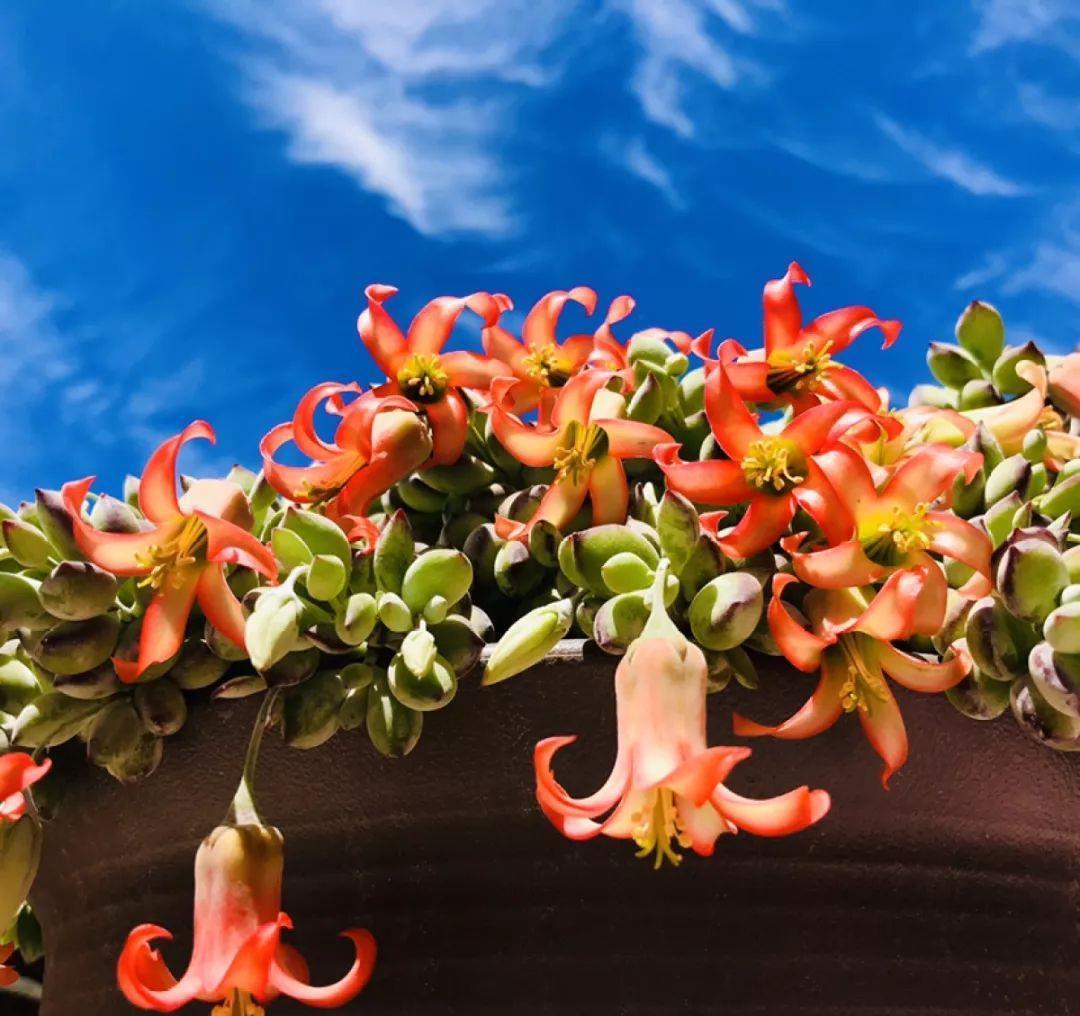 家里养盆它,挂窗边垂下2米绿窗帘,一开花更美!