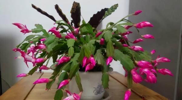 怎么让蟹爪兰开花更多、更持久？日常做到这些，花谢又能接着开