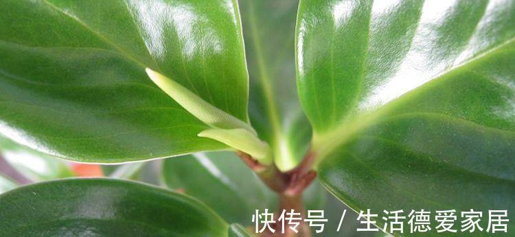 植株|豆瓣绿叶子发黄怎么办，注意4个方面就能有效解决豆瓣绿叶黄问题
