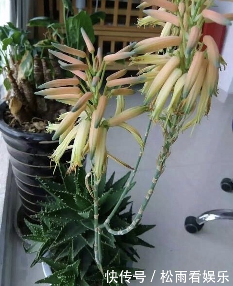 养了十多年的普通花草,竟然都能“开花”,看你家有吗