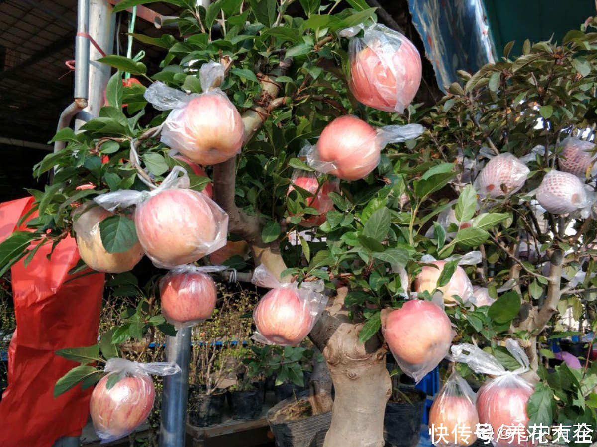 修剪|1棵苹果树,学会这6步,变成“高级”盆景
