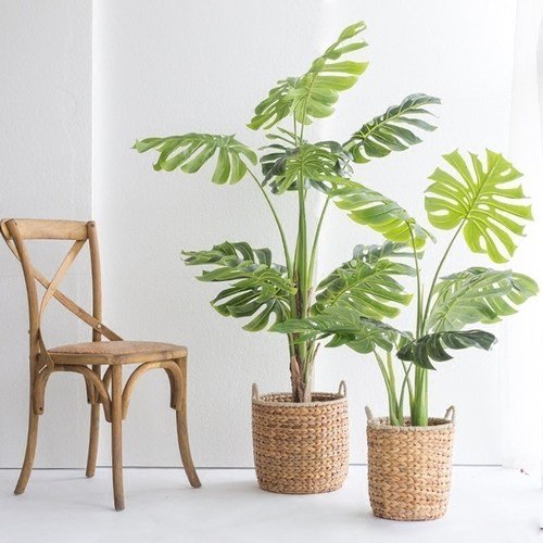 10大室内网红绿植,不仅撩人,还能养人