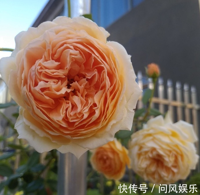 月季原来晒不死,就怕会缺水,缺水必死无疑!