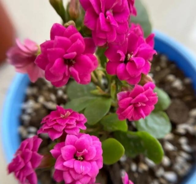 75个长寿花品种,一个比一个美,一起来认识一下吧!