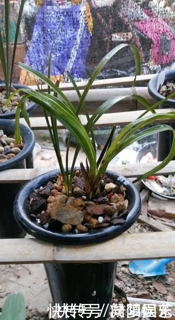 盆景|养兰花，花盆要选对，用“高脚盆”，钻几个洞，养兰花最合适