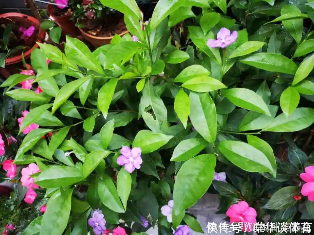 酸性|天生爱淋雨的花，多淋几次，连肥料都省了