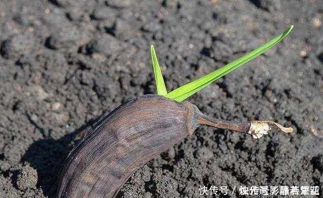 香蕉|坏香蕉竟然还有这样的用途,扔盆栽里几天后让你看到奇迹!