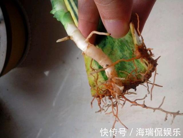特区|养虎皮兰，就4个“特区”，一窜一米高，盆盆爆满