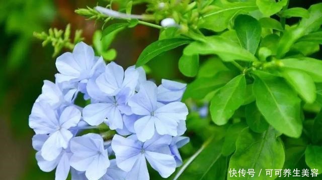 这些植物一定要勤浇水,不然分分钟“渴死”!