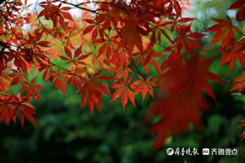 打卡|打卡美好日照｜来植物园寻找色彩斑斓的秋天