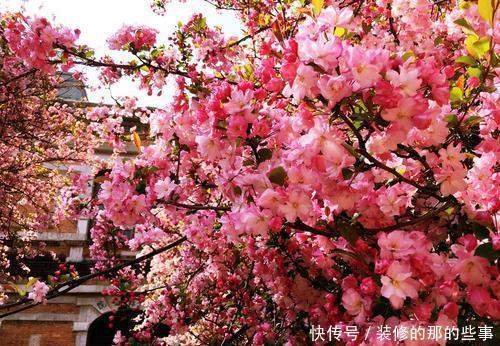 盆景|4种花,养成盆景高贵典雅,谁见了都夸美,值得拥有!