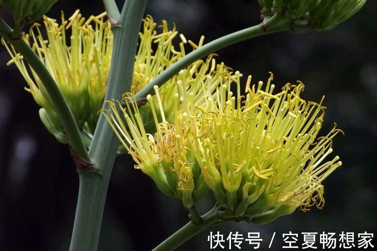 濯清涟而不妖|此花是等待凤凰涅槃而出现的产物,对生活充满希望,极具夏天主义