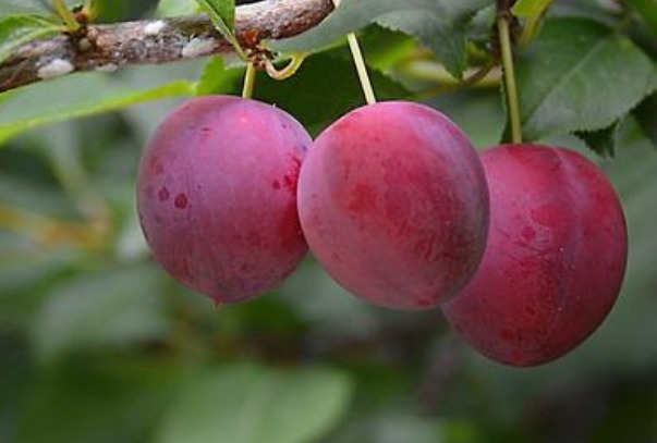 苦杏仁苷|每天坚持吃一些李子，一周后身体有何变化许多好处不请自来