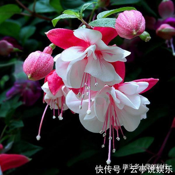 5款吊起来养的开花植物,简直美爆啦!以及它的保养方法