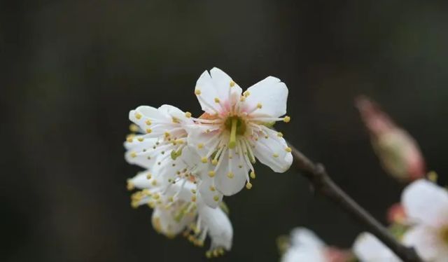 时之路#小寒时节,梅花清绝而生,一阙梅花词,感受辛弃疾与梅花的情缘