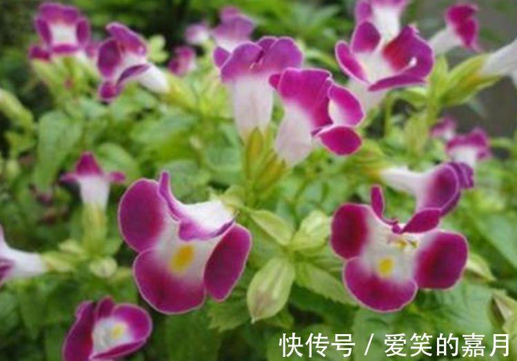 花草|家里养上4种花，百花齐放，鲜艳无比，开成百花园！