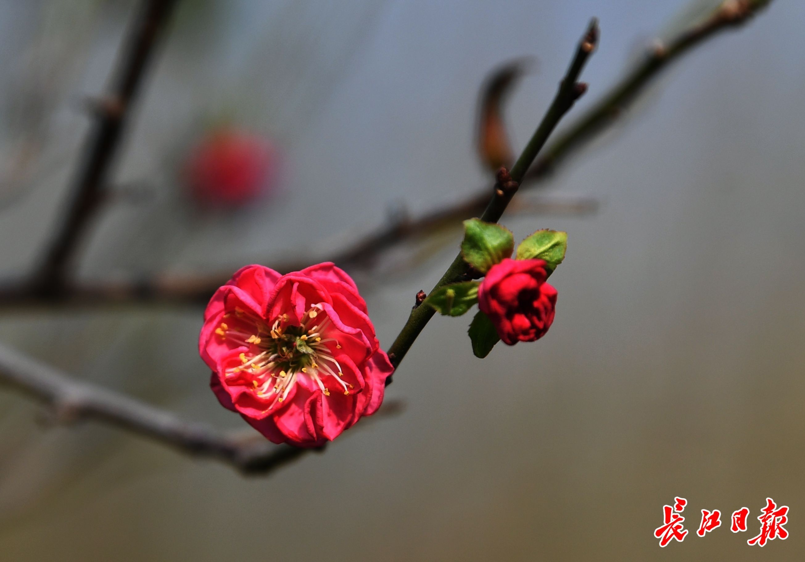 樱花|桃花、樱花、梅花齐开放？专家这样说