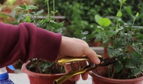 要想茉莉花开花多，长势旺，只需做好3件事，快瞧瞧吧