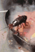 |搞笑GIF段子:狗子:我去那边溜一氵