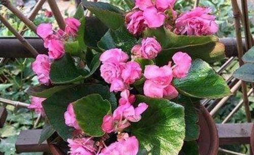 四季海棠|什么花可一年开四季盆栽上4种植物,个个都能全年花开不停歇