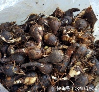 云南|一种适合夏季种植的盆栽植物，扔进土里不用管，20天开花爆盆