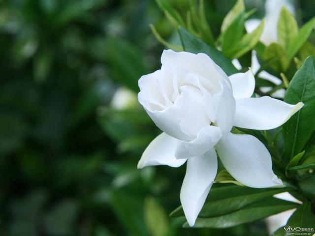 栀子花度夏难,几个关键的养护知识你要知道,枝繁叶茂