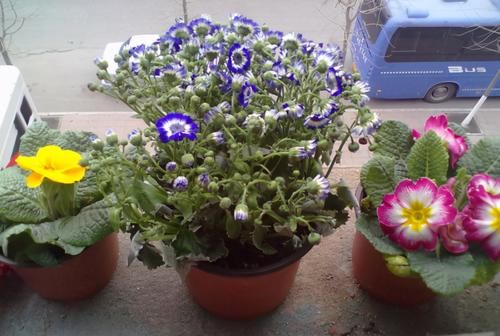 养花有“4要求”,不懂得的人,别再说自己会养花了