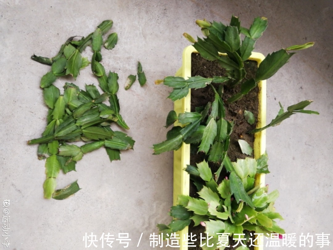 要点|养护蟹爪兰,要注意8个要点,才能开出仙气飘飘花