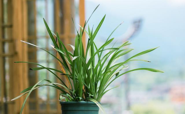 过程|养兰花需要知识,经验,实践,试着享受这个过程,养出好兰花