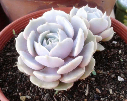 多肉露娜莲多彩优雅，教你3个小妙招，盆栽出最绚烂的露娜莲