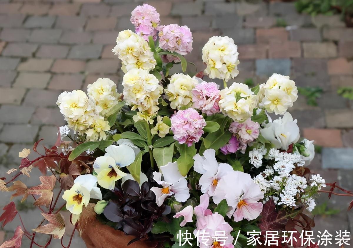 植株|此种耐冻花,自带体香,外面天寒地冻,家里开花香气满屋