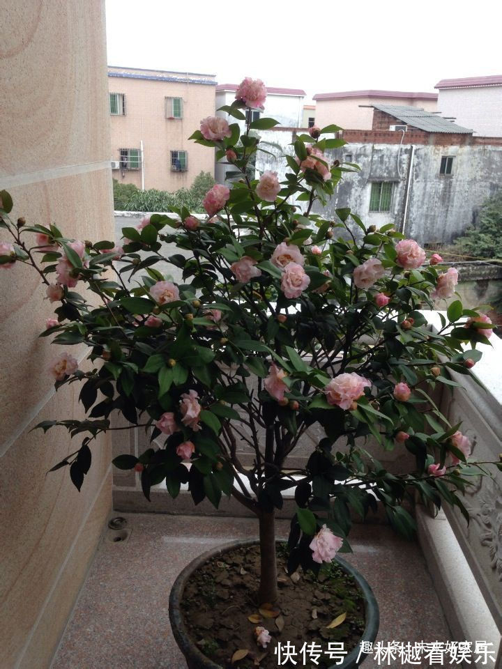 喜欢牡丹,不如试试“精品玫瑰”黑魔术,花开色如黑墨,高贵典雅