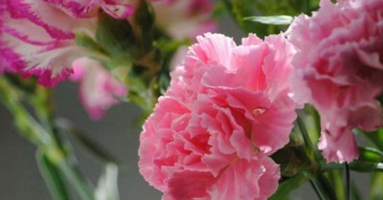 4种花养家里，谁见了都喜欢，第二种已经被迷住了