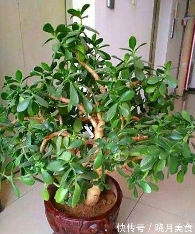 7种大型花,建议在客厅养一盆,吸废气制氧气,还有旺家的好寓意