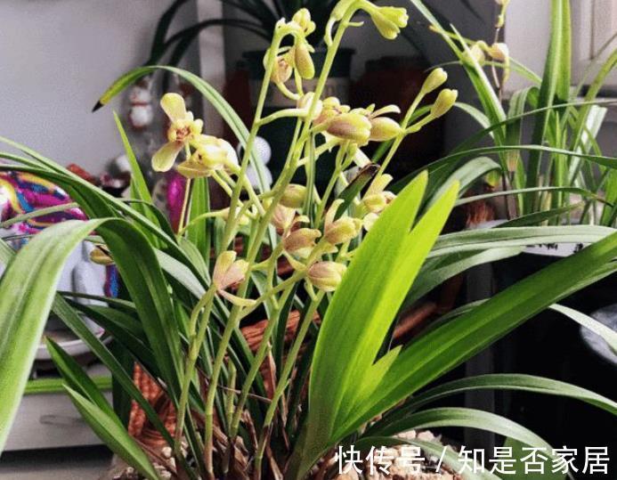 金枝玉叶|适合新手的2种花卉,皮实好养长势旺,养成盆景价值高