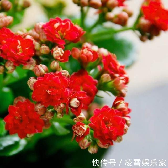 养花|养花“施肥”擦亮眼,2种“肥”足够,用多了反而“有害”