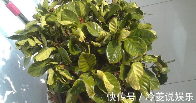 根系|新买的栀子花，黄叶掉花苞，猫腻全在花盆里，看一眼就明白