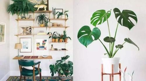 四种“气质花”，客厅养一盆，格调迅速提升，人人夸你眼光好
