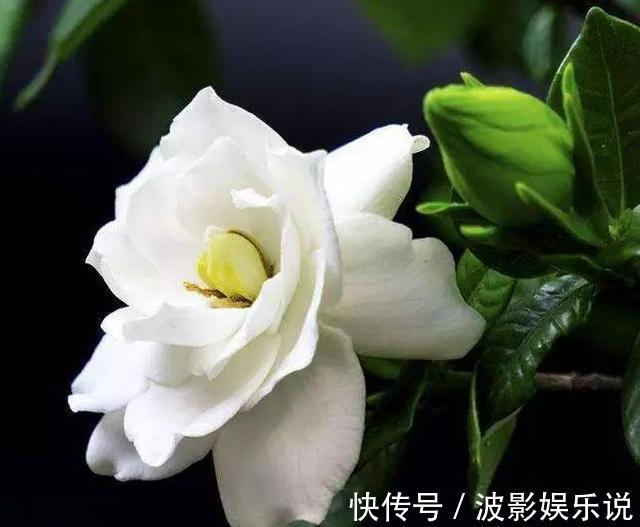 成活率|扦插栀子花最简单的方法,路边剪根枝条就能扦插,非常适合新手