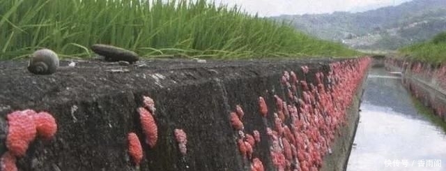 吃货|连中国吃货也束手无策的”福寿螺“,到底是被谁消灭的