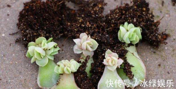 扦插|多肉叶插不能太随便,掌握好4点,每个叶片都成活,变成多肉大户