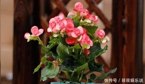 养花浇水有讲究,浇花前多做“一件事”,根壮叶肥绿,养啥都旺盛