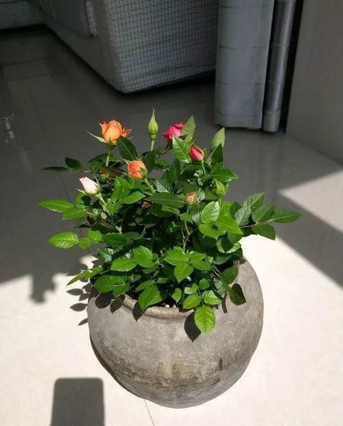 花卉|家里几种没用的东西,用来养花,省钱又实用,乐趣十足!