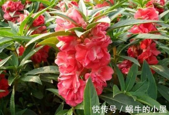 6种“老人花”,漂亮清香,吉利又大方,你养着花,花也养着你