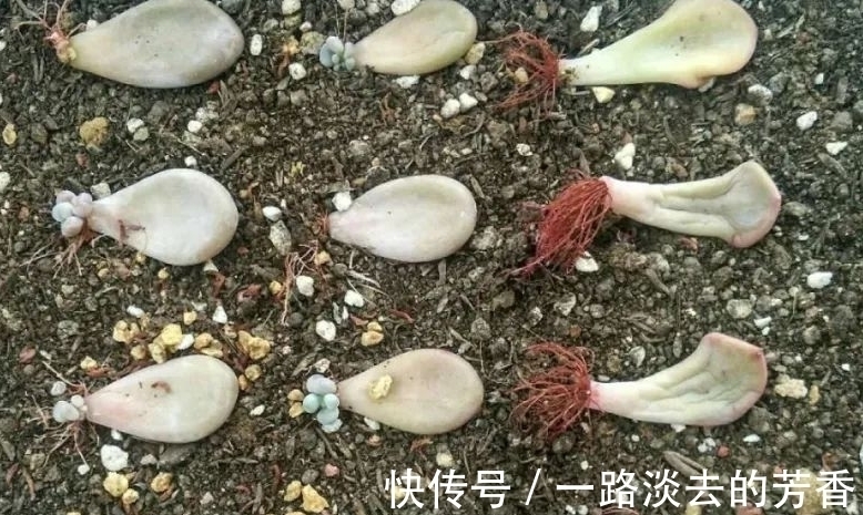适宜|多肉叶插不生根,教你叶插五要素,10天就能长出小胡须