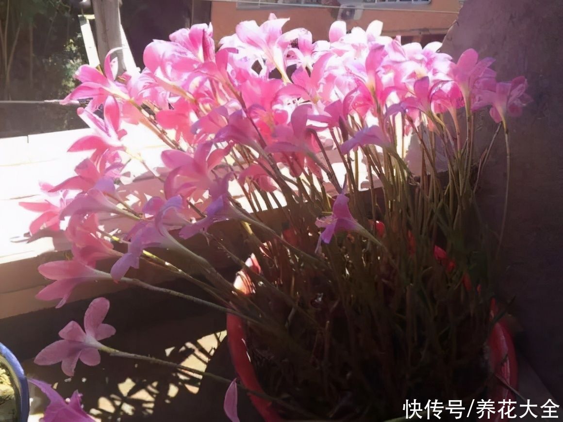 抗病、不招虫的天竺葵，屋里养一盆，开花一茬接一茬