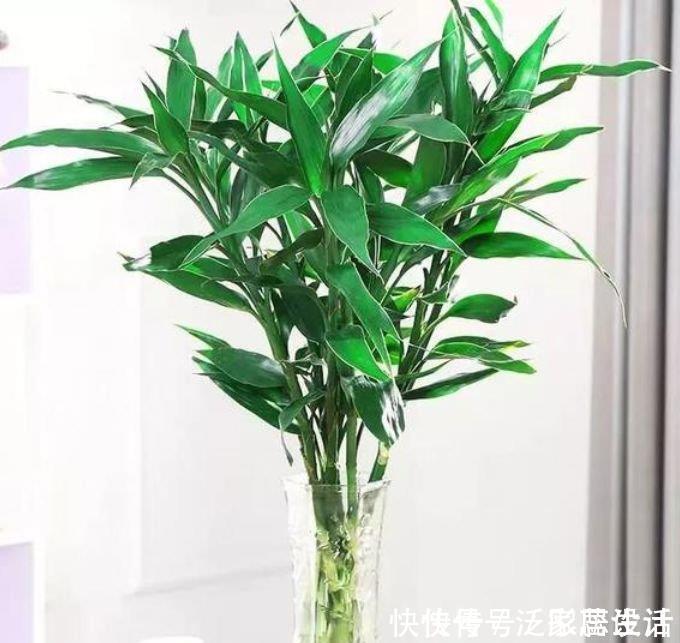 阳台养花，不妨养这4款植物，可吸收80以上的有害气体，漂亮好养