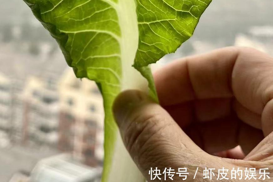 嫩过生菜,鲜过上海青,美过箭杆白,“快菜”才是好吃的大叶菜