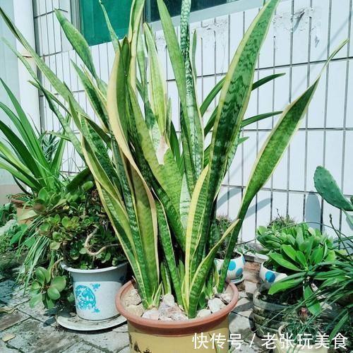 低于10度，5种花要赶紧“断水”，爱花人早了解